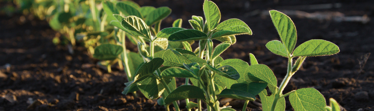 Soybeans